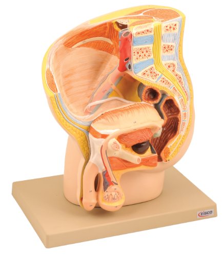 Image of Model Male Pelvis Section - 2 Parts - Eisco Labs
