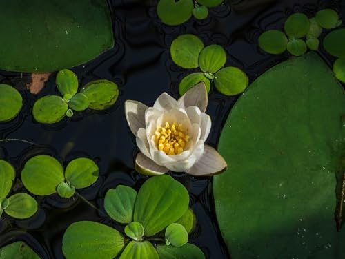 Lincolnshire Pond Plants Ltd - Pygmaea Alba (canina) Water Lily - Pond Plants - DW08-Loose Root