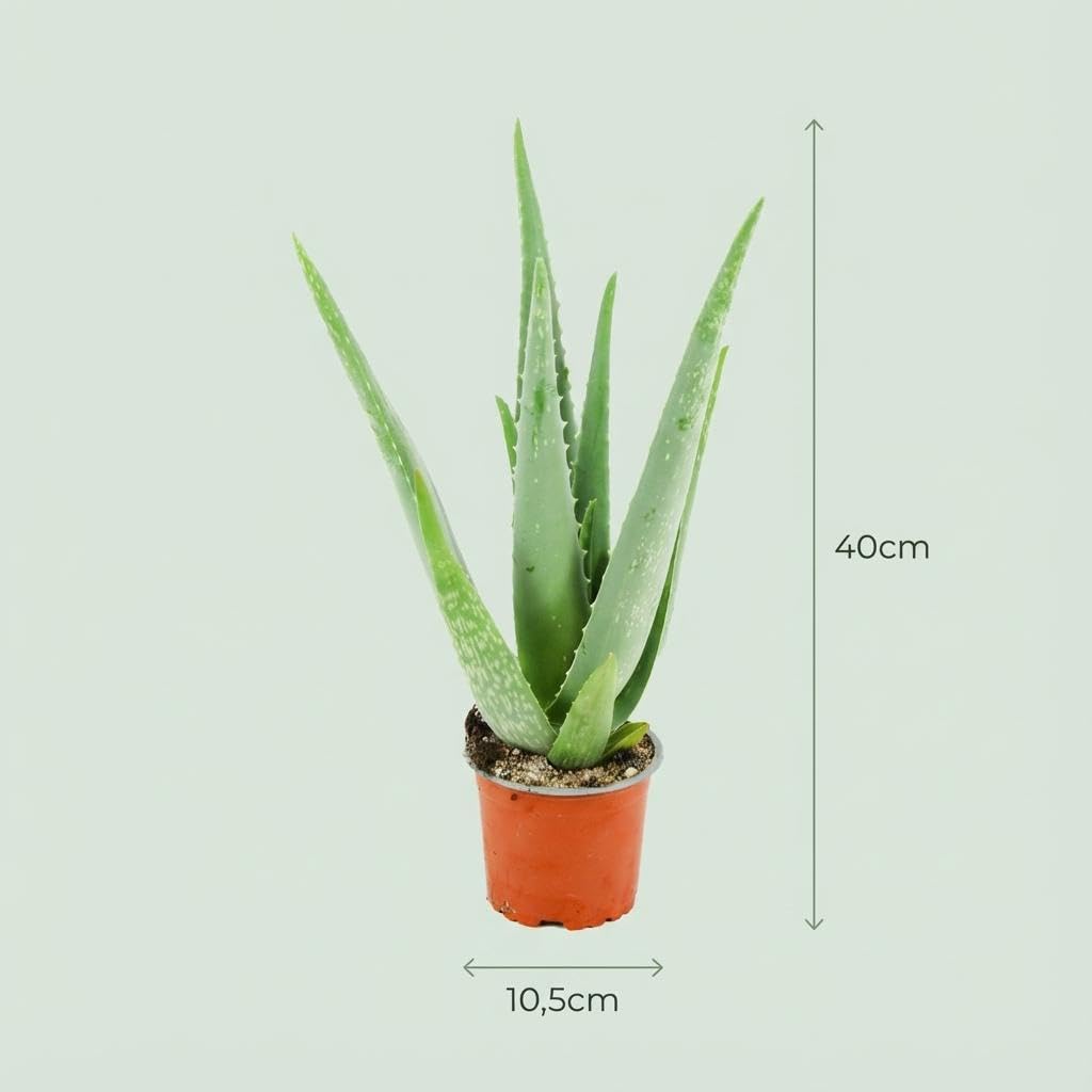 Aloe Vera Pianta Grassa da Interno, Vaso Ø 10.5 cm, Altezza 35-40 cm