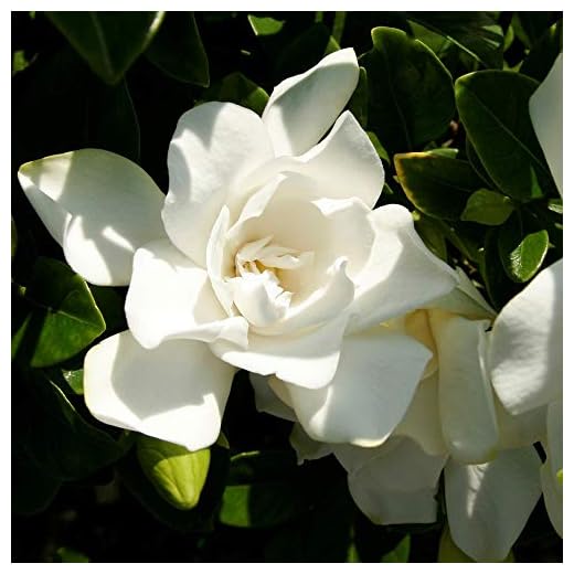 Jubilation Gardenia (2 Gallon) Flowering Evergreen Shrub with Fragrant White Blooms - Full Sun to Part Shade Live Outdoor Plant / Bush - Southern Living Plants