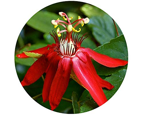 Best Red Vine Plant