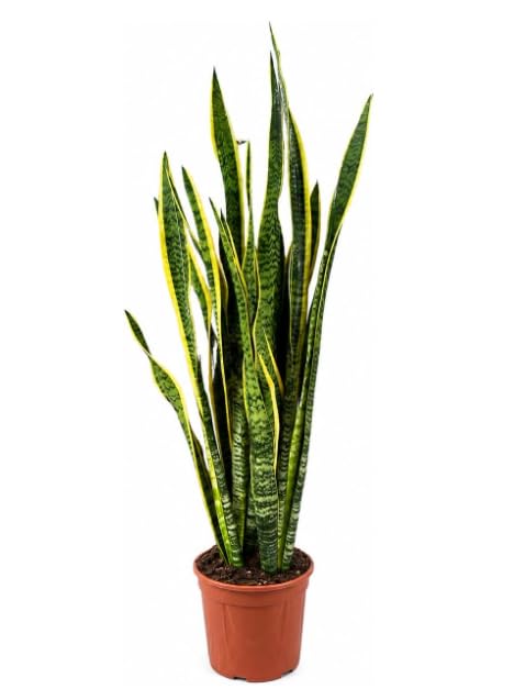 Set Sansevieria Laurentii 70cm Pianta VERA Made in Italy TERRE DI ROMAGNA | vaso