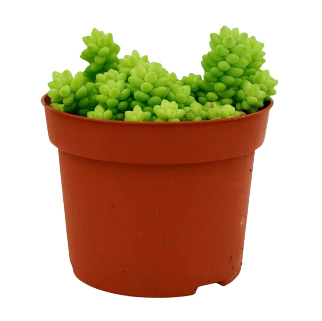 DECOALIVE Sedum Burro Planta Suculenta en Maceta para el Hogar