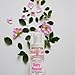 Infinix Baby Fresh Powder Fine Fragrance Mist, 2 fl oz, Pack of 3, Body Spray for Women, Gentle and Long Lasting Perfume for Men & Women, For Daily Use