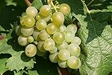 Grape Plant 'Müller-Thurgau' High Yielding Large Plant in 9cm Pot - Grape Vine - Vitis Grapes for UK Garden (Environment Friendly Packaging)
