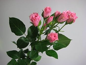 遺品整理　中国切手 未使用 5冊 バラ 薔薇 遺品整理中国切手 未使用 5冊 バラ 薔薇
