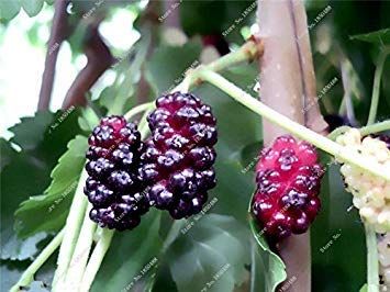 Vista Bonsai Raspberry Mulberry Seed Black Berry Blackberry Pianta perenne Pianta Delicious Succulent Fruit Best Gift per Child 400 Pz 10 - Afbeelding 4
