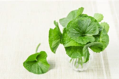 1100 Green Gotu Kola Seeds - Hat Rau Ma - Big Leaf Seed Centella Asiatica Vegetable Indian Pennywort| Non GMO | Organic | Heirloom
