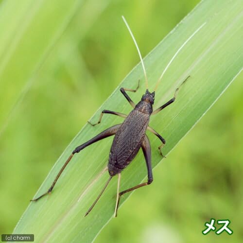 すずむし様 リクエスト 5点 まとめ商品 すうざん様 まとめ2点 Z/X -Zillions of enemy X- NF DramaCD ⑫
