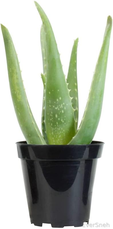 EverSneh Real Live Pure Aloe Vera Plant for Face, Skin & Hair - | For Glowing Skin | For Both Men and Women With Black Plastic Pot (B0D9TKZ2ZS) Amazon Price History, Amazon Price Tracker
