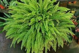 Boston Fern – Lush Indoor Fern Plant for Home & Office, Pet-Friendly, Decorative Green Foliage, Easy Care, 2-3 Feet Tall 8" Hanging Basket