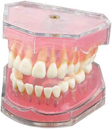 Dentalmall Dental Demonstration Teeth Model - Standard Study Teaching Dental Mode with All Removable Teeth #4004 Silica Gel Material Soft and Bendable Teeth Typodonts
