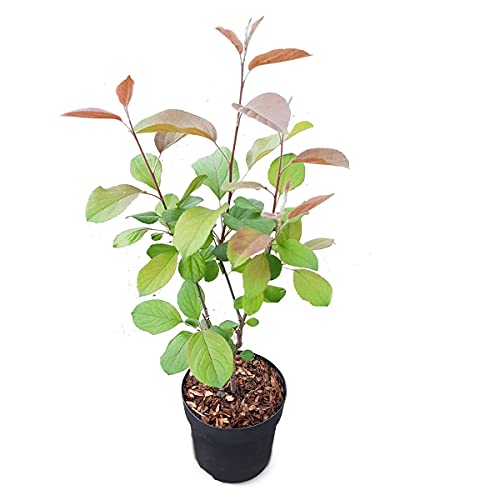 Dwergappelboom | Malus 'Appletini' - Buitenplant in Kwekerspot ⌀13 cm - ↕15-20 cm Cover