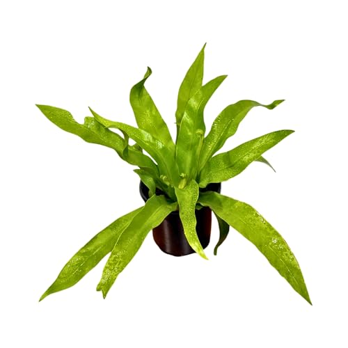 PLANTVERS Bird’s Nest Fern Plant in 4