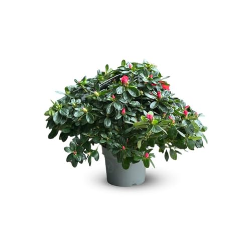 Attitude Jardin - Azalée indica - plante d'intérieur - 40-50 cm - ⌀ 18 cm - fleur rouge
