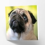 Maturi Carte de vœux vierge avec image de chien carlin