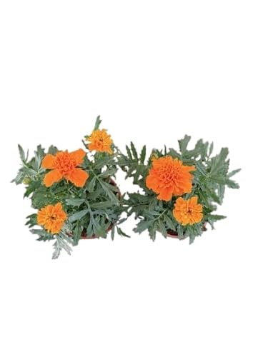 Tagetes Naranja DECOALIVE Pack de 2 Plantas Clavelón de la India Naturales con Flores Naranja