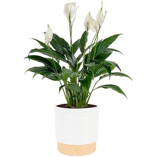 Costa Farms Peace Lily, Live Indoor Plant, Air Purifying, White Flowers