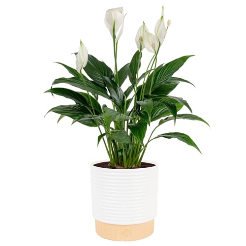 Costa Farms Peace Lily Live Plant in Decorative Pot, Air