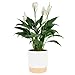 Costa Farms Spathiphyllum Peace Lily Live Indoor Plant, 15-Inch, White-Natural Décor Planter