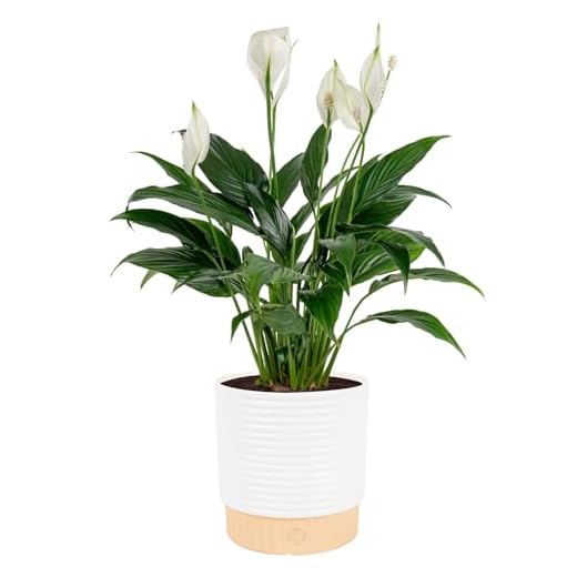 Costa Farms Peace Lily, Live Indoor Plant with Flowers, Easy to Grow Houseplant in Decorative Pot, Potting Soil, Mother's Day Gift for Mom, For Wife, From Daughter, Son, Room Decor, 1 Foot Tall