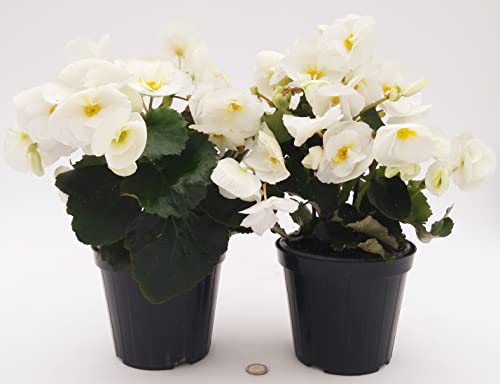 POWERS TO FLOWERS - BEGONIA BIANCA 2 PIANTE, VASO 14 CM, piante vere