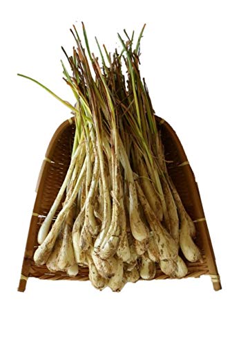 【お試し品】土付き島らっきょう500g+100gプレゼントフェア★のサムネイル