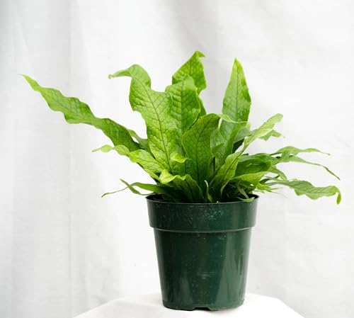 Crocodile Fern - Live Plant in a 4 Inch Grower's Pot - Microsorum Musifolium - Exotic Textured Foliage for Your Home Office Or Garden Space Crocodile Fern - Live Plant in a 4 Inch Grower's Pot - Microsorum Musifolium - Exotic Textured Foliage for Your Home Office Or Garden Space
