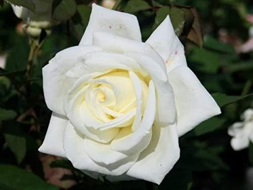 Edelrose 'Polarstern'