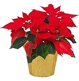 Live Flowering Poinsettia - Red - Beautiful Holiday Décor - 14