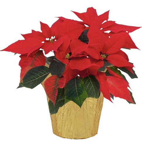 Live Flowering Poinsettia - Red - Beautiful Holiday Décor - 14