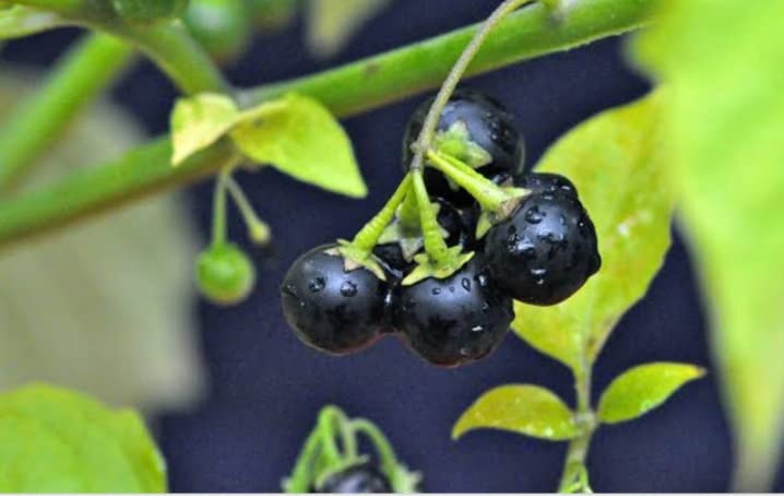 Mana Thakkali/Black Solanum Nigrum/Kali Makoi Plant With Poly Bag - Medicinal Plant - 1 No (B09ZPDY9V1) Amazon Price History, Amazon Price Tracker