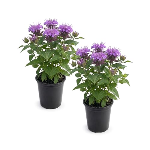 Live Flowering Bee Balm - Balmy Purple (2 Plants Per Pack) Pollinator - Attracts Butterflies 10 Tall by 4 Wide in 1 Qt Pot