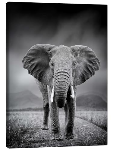 Posterlounge Éléphant en noir et blanc Tableau sur toile 50 x 70 cm Noir et blanc Tableaux Décoration murale