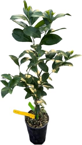 Live Persian Lime Citrus Fruit Tree Plant | Grafted Lime Plants | House for Beginner | Houseplants for Indoor Outdoor Garden | Edible Plants