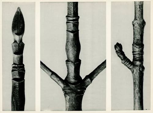 Affiche Karl Blossfeldt Cornus Nuttalli Décoration Grand Format 60x90cm