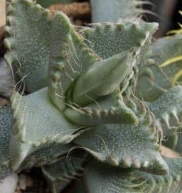 Amazon まるでサメ Sﾍ D ﾉ フォーカリア 種10粒 多肉植物 白波 種 苗