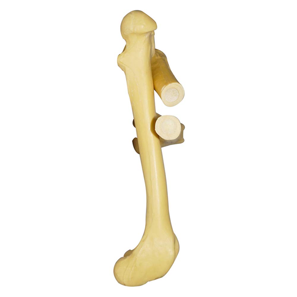 Sjdopulse Simulation Canine Skeleton Bone Model - Dog Femur Bone - Dog Femur Bone Model Surgery Training Model - For Study Display Teaching Medical Model