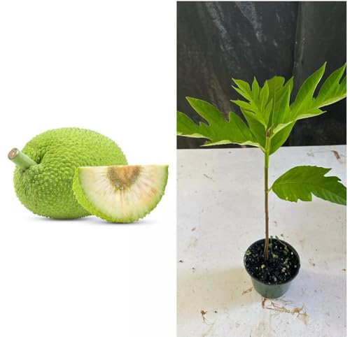 Breadfruit Plant, Breadfruit (Artocarpus altilis) Tropical Live Fruit Tree, Tropical Live Fruit Seedling, Green 10inch-1ft