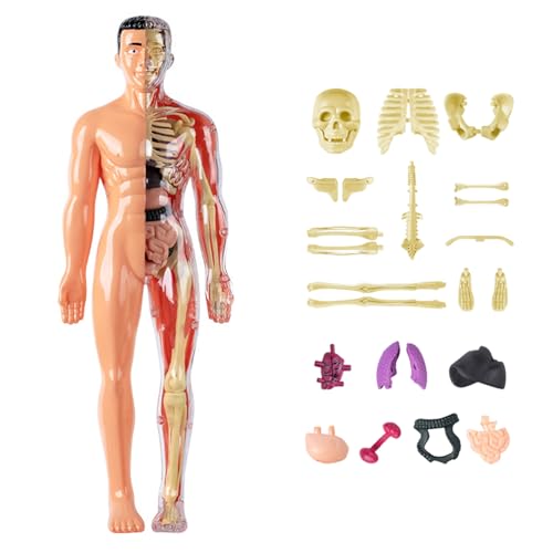 Modèle d'anatomie 3D visualisé détachable pour enfant - 6