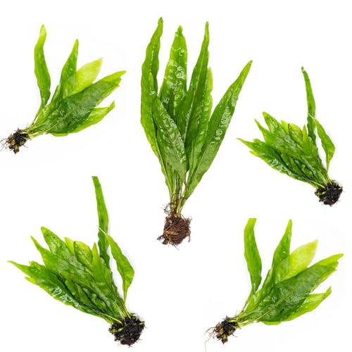 SubstrateSource Java Fern Live Aquarium Plants - Freshwater Plant for Fish Tanks - Beginner Friendly, Low Light (Java Fern, Bare Root (5 Pieces))