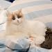 Imagen de Chongker Gato robot realista