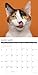 What Cats Teach Us 2026 Wall Calendar