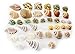 Set of 35 Hermit Crab Shells Assorted Changing Seashells Small 1/2