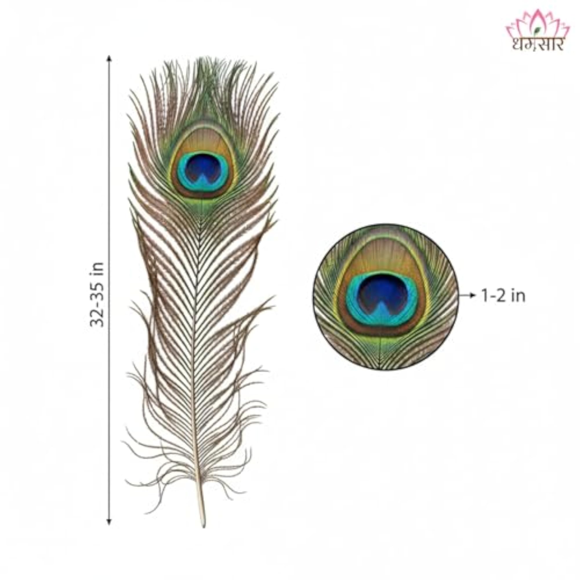 Natural Mor Pankh for Pooja Vastu, Colorful Peacock Feather