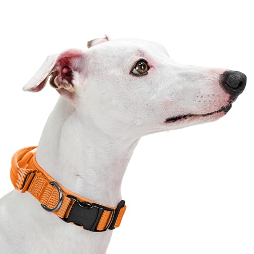 OneTigris Hunde Halsband mit Metallschnalle für Hunde Orange S