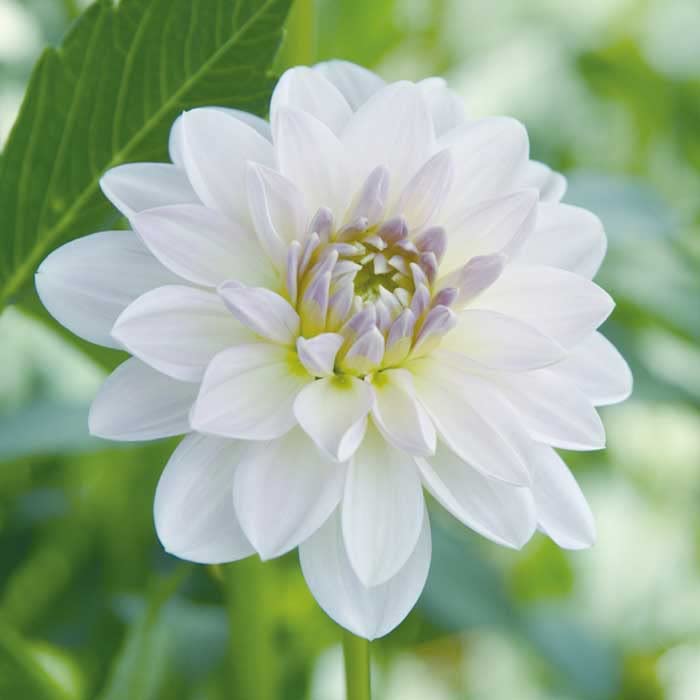 Amazon.co.jp: ダリア 球根 春植え 【 カット フラワー ダリア