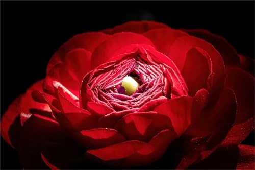 Colores Mezclados Hermosas, Grandes Plantas Perennes, Bulbo Ranunculo, Calas Bulbos, Ranunculos Bulbos, Bulbos De Ranunculos, Flores Grandes-Dobles, 25bulbos-F