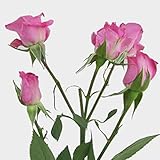 KaBloom - BKE 6 Lavendor Premium Spray Roses - Fresh Flowers for Birthday, Valentine's & Mother's Day