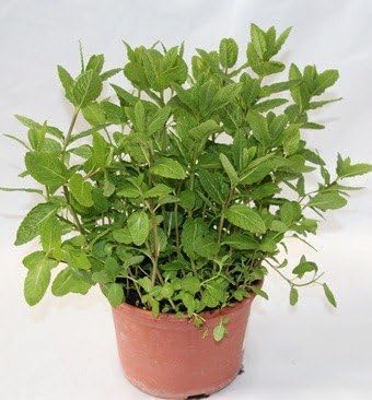 Hierbabuena - planta aromática viva- maceta 19cm